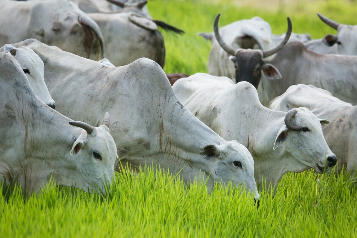 Governo federal quer incentivar produtores e recuperar áreas degradadas para promover sustentabilidade ambiental - Flckr