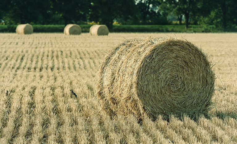Segundo Ministério da Agricultura e Pecuária, as novas autorizações levaram o agronegócio brasileiro à 138ª abertura de mercado em 2024 - Divulgação: MAPA